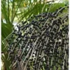Bienfaits de l'Açaï pour la santé un trésor de la nature cultivée au cœur de l’Amazonie