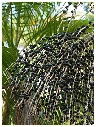 Bienfaits de l'Açaï pour la santé un trésor de la nature cultivée au cœur de l’Amazonie