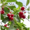 Acérola Bio en Poudre un super-fruit de l’Amazonie brésilienne