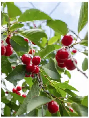 Acérola Bio en Poudre un super-fruit de l’Amazonie brésilienne