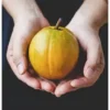 Lucuma en Poudre, Fruit Doré des Incas