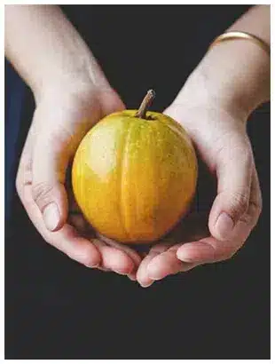 Lucuma en Poudre, Fruit Doré des Incas